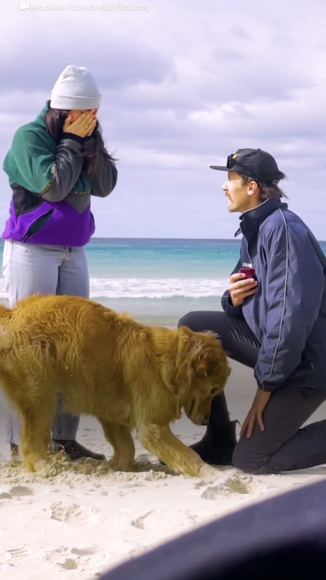 Dog Explodes With Excitement After Dad Proposes To Mom | The Dodo