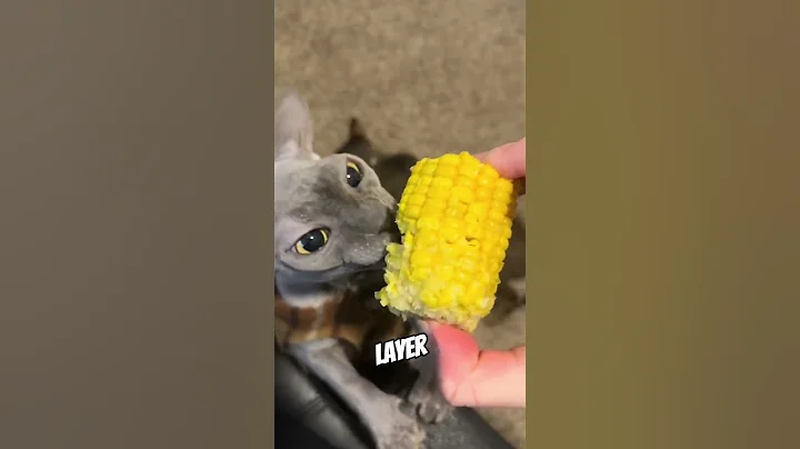 Video 11852431: sphynx cat, cat dog pets