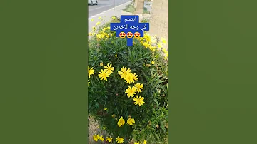 صباحؤؤؤؤ فرح وسرور اكسبلور ترند 