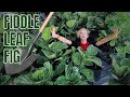 Fiddle Leaf Fig Repotting + Basic Care Tips | Ficus Lyrata 🌱