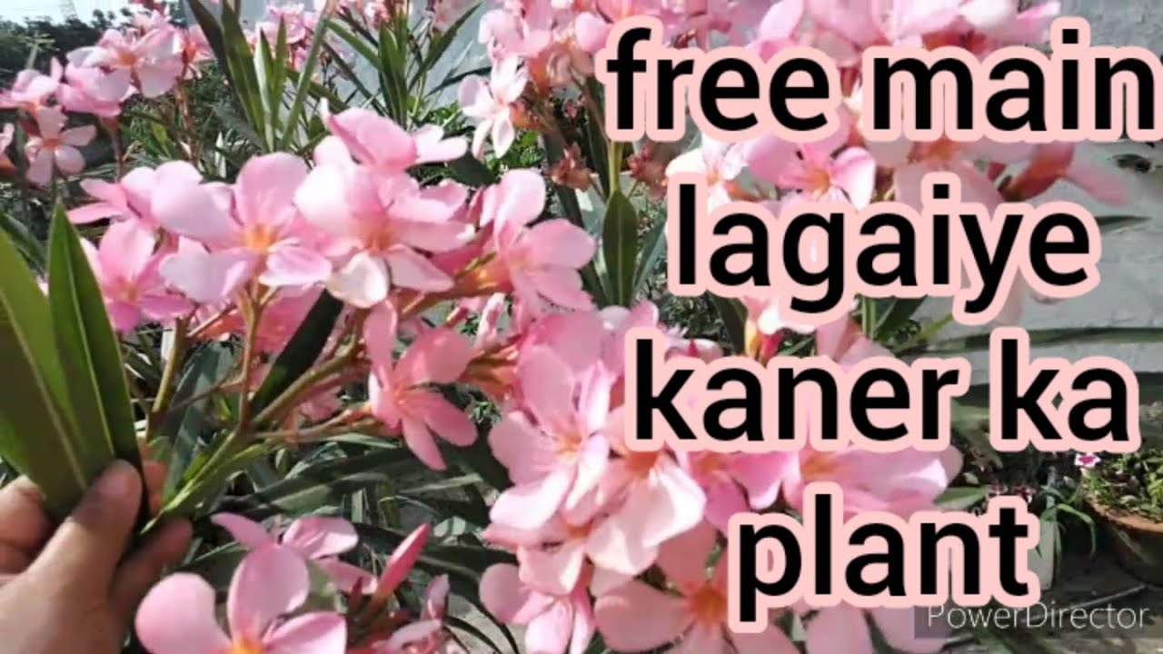 Kaner Plant Care and Propagation Grow Oleander Plant With Cutting