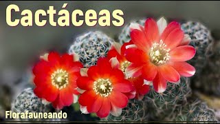 Cactus Datos Y Curiosidades