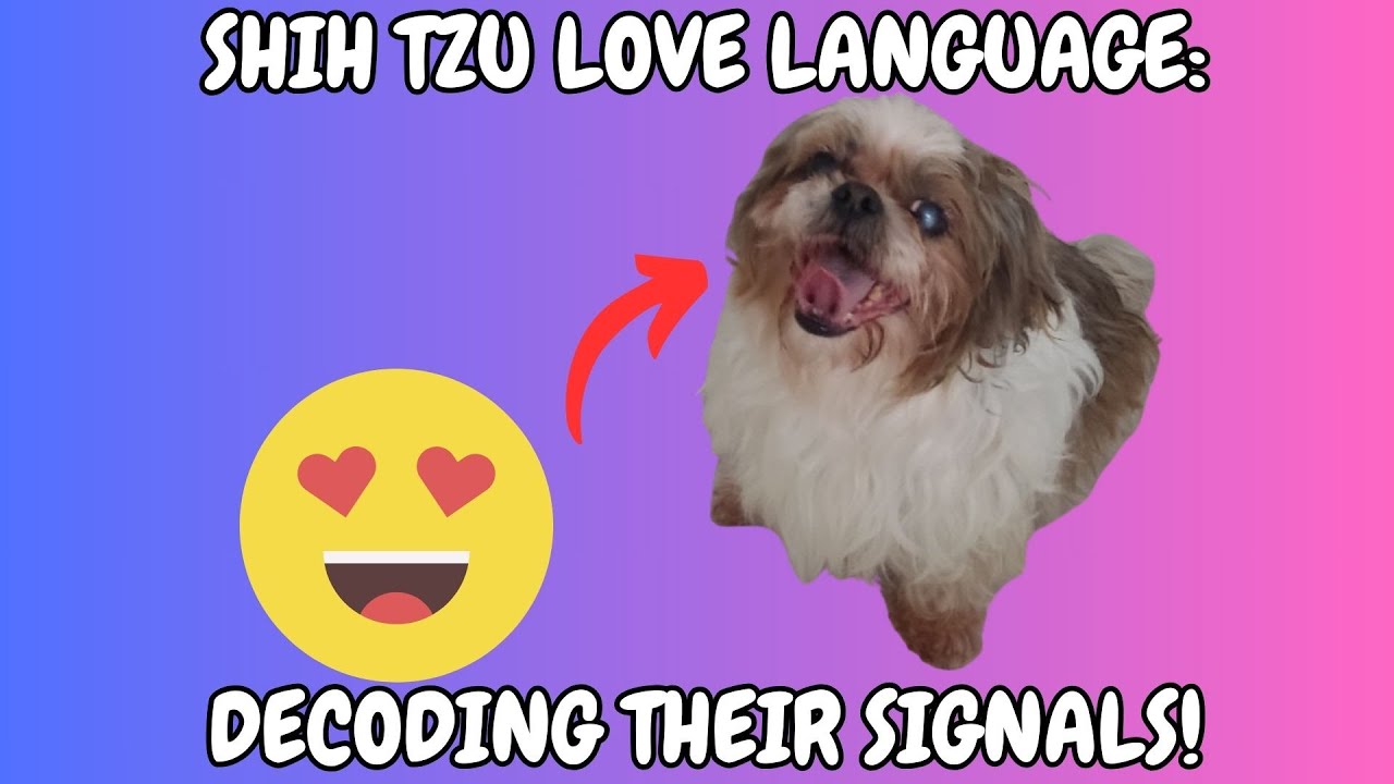 Shih Tzu Love Language: Decoding Their Signals!