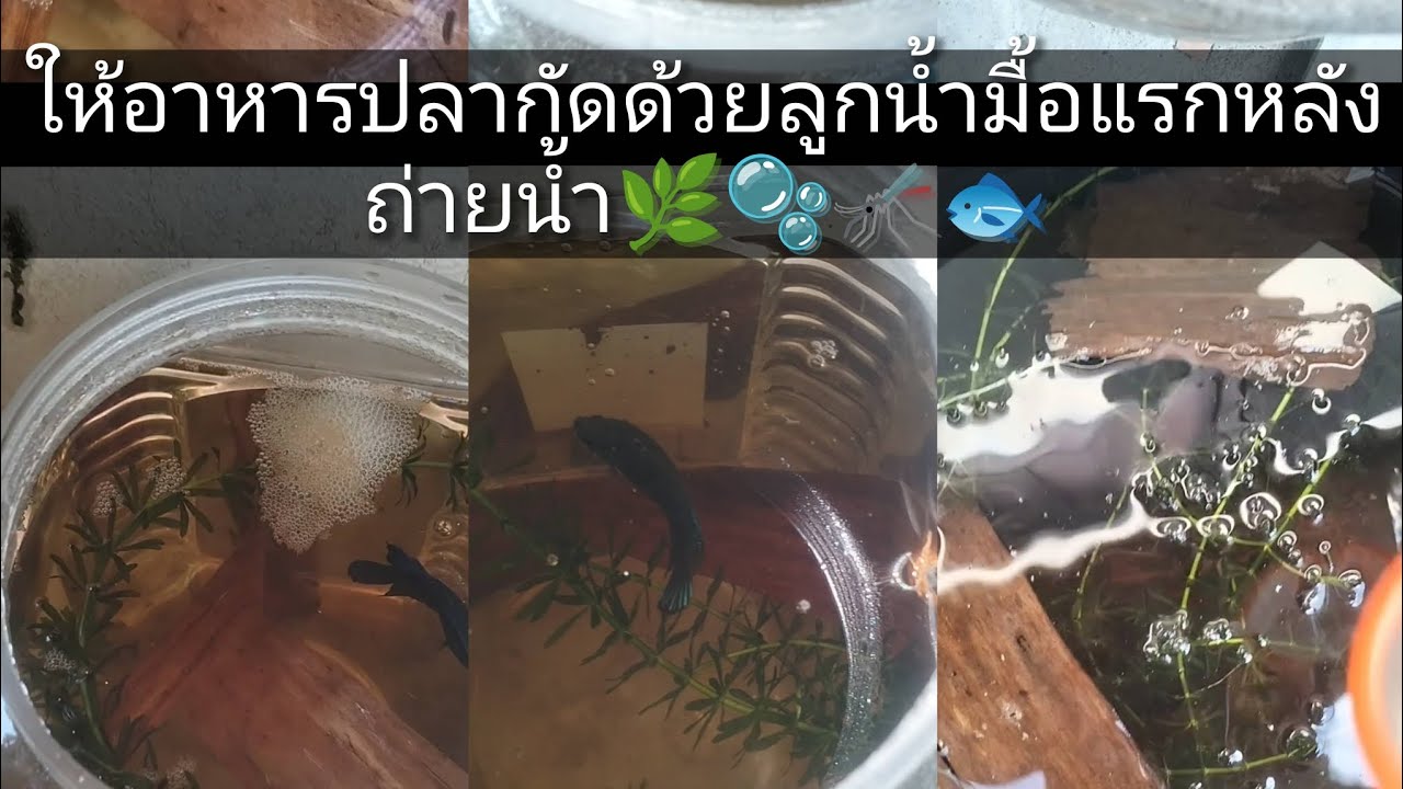 ให้อาหารปลากัดด้วยลูกน้ำมื้อแรกหลังถ่ายน้ำ🌿🫧🦟🐟