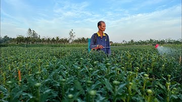 PHUN THUỐC DƯỠNG NỤ CHO HOA CÚC PHA LÊ - TẬP 13 | TẾT 2025