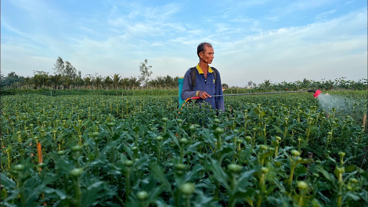 PHUN THUỐC DƯỠNG NỤ CHO HOA CÚC PHA LÊ - TẬP 13 | TẾT 2025