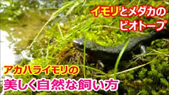 Nan Nan Back Skip Navigation Search Search Sign In 自然派ビオトープ 生態系で自然飼育 自然派ビオトープ 生態系で自然飼育 6 77k Subscribers Subscribe Twitter Home Videos Playlists Community Channels About Search Info Shopping Tap To