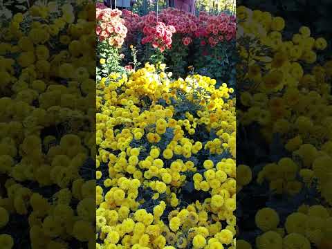 Видео: Бал с хризантеми в Никитска ботаническа градина