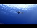 The original footage of nov 2018 longomanus shark attack  brothers islandred sea