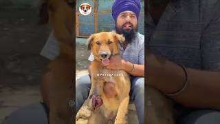 Train Accident ke baad 4 din tak pada raha… Ab Fight Kar Raha Hai 🐶💔 || #shorts