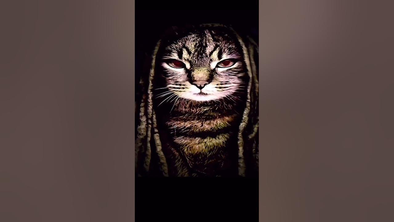 King von anti piracy cat youtube