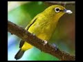 Pancingan Suara Pleci Betina Ngecirrr Cocok Untuk Memancing Pleci Macet Bunyi Mp3 - Mp4 Download