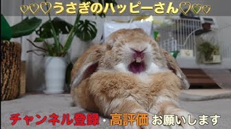 うさぎ懐く Youtube