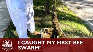 I Caught My First Bee Swarm! by Tarsha Homestead 250 views 1 year ago 9 minutes, 13 seconds