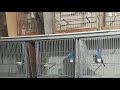 Trinca Ferro manejo ao vivo na prática