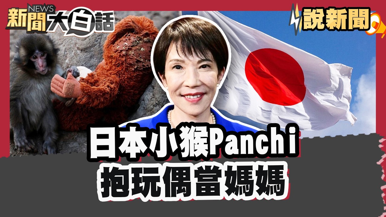 日本小猴Panchi抱玩偶當媽媽 18年前孤兒猴緊抱拉拉熊 從退役到金牌！「璃來龍」再締造話題【#大白話說新聞】#Panchi#小猴#璃來龍