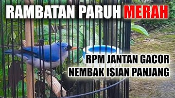 MASTERAN MURAI RAMBATAN PARUH MERAH JANTAN GACOR FULL ISIAN PANJANG RAPAT BISA JUGA BUAT PANCINGAN