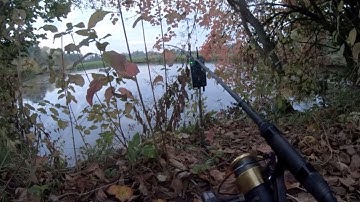 carp run compilation #7