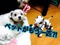 もう１匹犬を飼い始めました！！『 タカラトミー オムニボットハローズーマー』