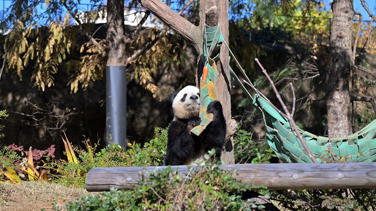 2025.11.22 今日のパンダ（4012日目）[8K] - YouTube