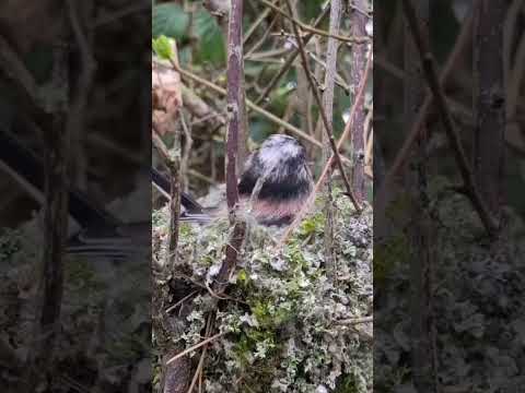 هذا الطائر يبني عشه بطريقة رائعة         