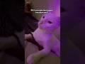 The cleanest transition ever?! #cat #wisdom #tiktokgame #transition #memes #funny #kitten #cat