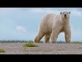 view A Tense Encounter Becomes a Perfect Polar Bear Photo Op digital asset number 1