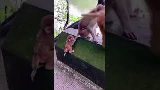 MI VOLAS GRIMPI #shorts