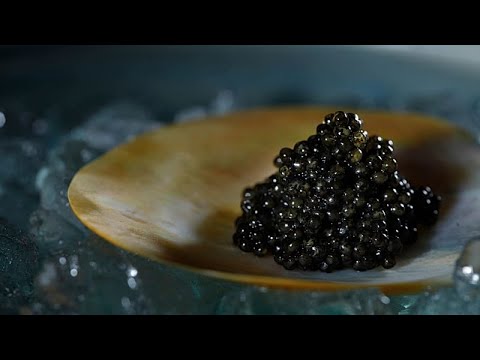 رقابت جهانی برای تصاحب بازار خاویار ژاپنی ها استورژن های نر را به ماده تبدیل کردند