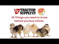 Ten Things to Know Before You Buy Chicks | Tractor Supply Chick Days