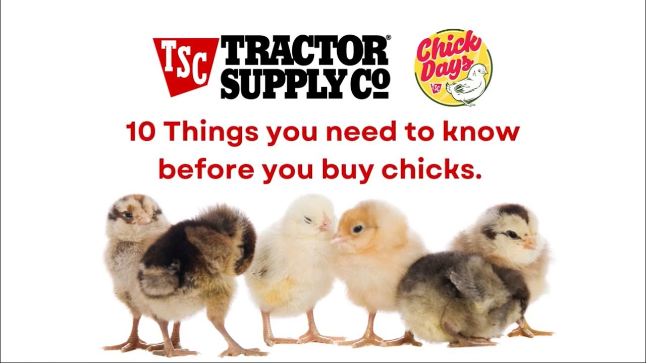 Ten Things to Know Before You Buy Chicks Tractor Supply Chick Days