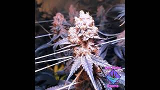 sealed grow harvest day!