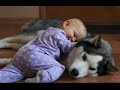 Funny Dogs and Babies Playing Together - Cute dog & baby compilation