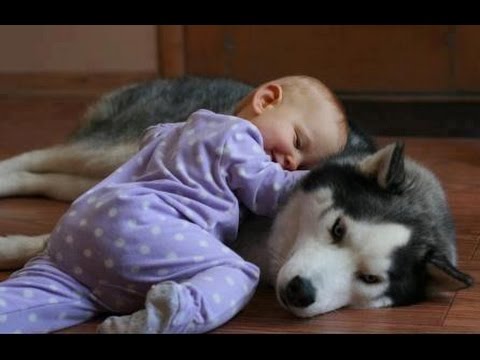 Funny Dogs and Babies Playing Together - Cute dog & baby compilation -  YouTube