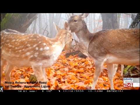 03/03/2021 - Oggi la giornata mondiale della fauna selvatica