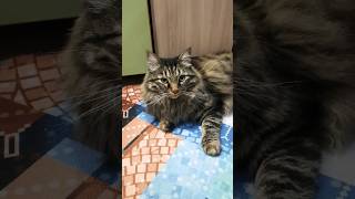 взрослая жизнь... #кот #котики #cat #shortcats #shots #shortcatsvideos #shortvideo #котик