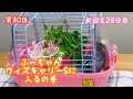 【セキセイインコ】ウィズキャリーSふーちゃん入ります‼️