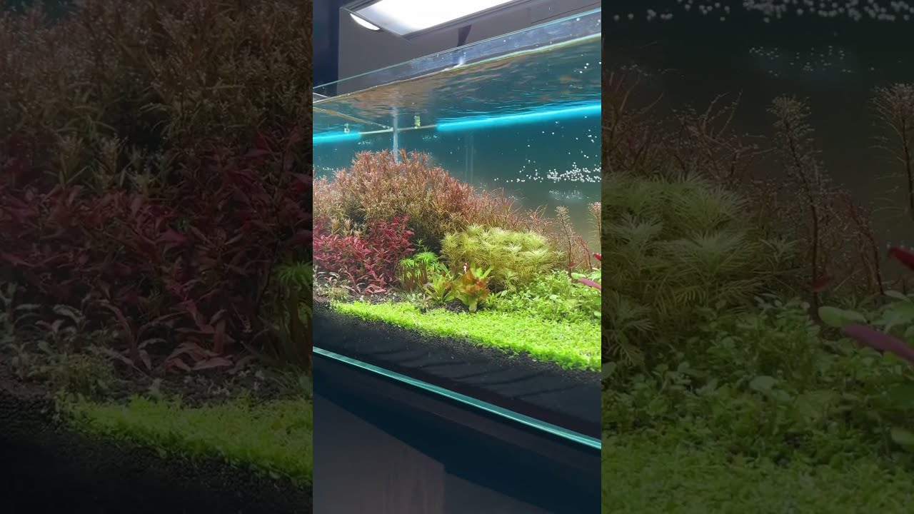 美しすぎるダッチアクアリウム水槽#aquarium - YouTube
