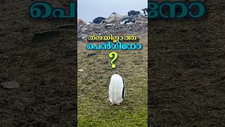 തല ഇല്ലാത്ത penguino? 🤩😂 #penguin #antartica #antarticamalayalam #shorts