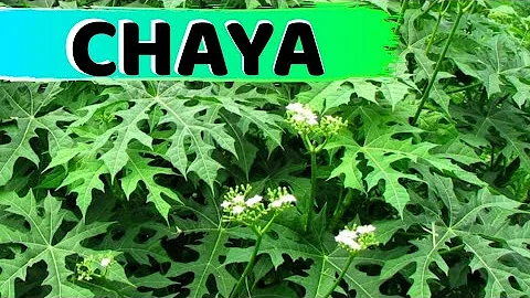 O que é melhor couve ou espinafre?