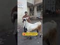 HUGE HYDERBADI IN MUMBAI #shortsfeed #trendingshorts #goat #hyderabadi #huge #viralshort #bakraeid