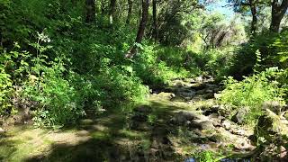 Gentle Water Stream Sounds & Forest 🏞️ Birds Chirping in Spring 🇵🇹 Nature Ambience [No Mid-Roll Ads]