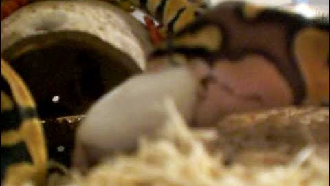Pastel Ball Python Live Feeding Pt.2