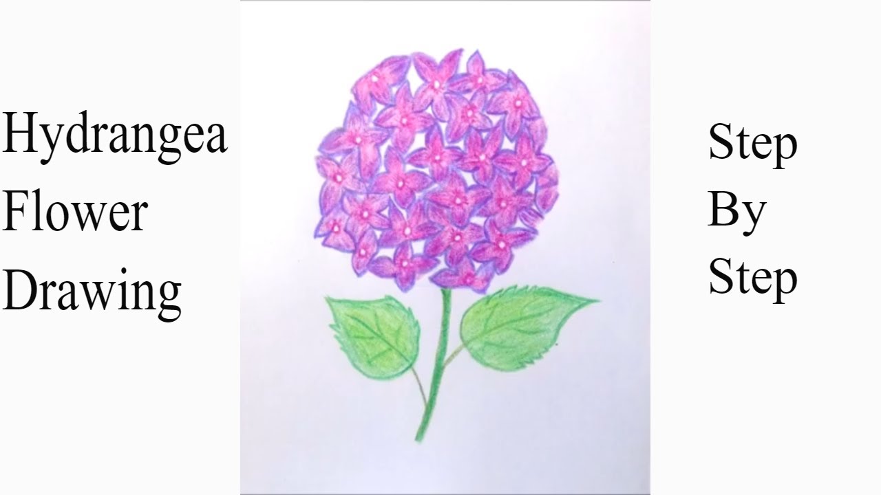 How to Draw a Hydrangea Flower / How to Draw Flowers / Easy Hydrangea Flower Drawing - YouTube
