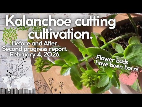 Kalanchoe cutting cultivation. Second progress report. February 4, 2026.