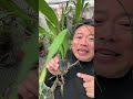 エピフィラムが咲いた❗️