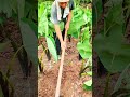 digging up soil around large taro plants using a traditional hoe to maintain the farm plantation