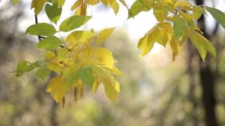 Осенние кадры Autumn footage HD