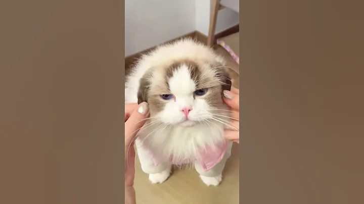 Watch the video about Funny Pets😀#shorts