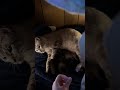 #mamacat #babykittens #pleaselikeandsubscribe #kitten #kittenshorts #rescuecat #cutenessoverload